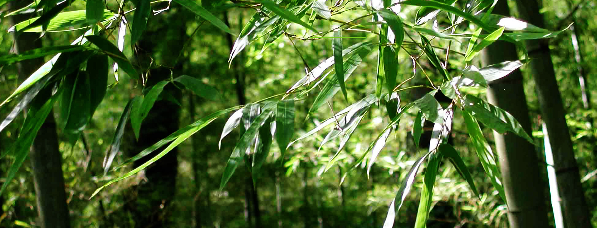 發(fā)現(xiàn)和恩竹刨切板，竹多層板，竹家具板，竹集成材及更多